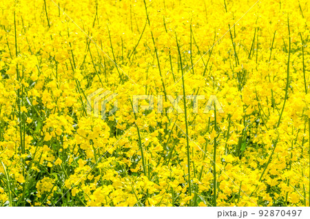 Detail of canola flowers at sunny day. Rape seed is plant for green energy and oil industry. Detail of canola flowers at sunny day. Rape seed is plant for green energy and oil industry. 92870497