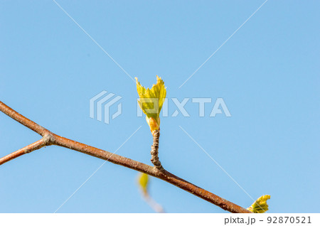 Small leaves Betula pendula, commonly known as silver birch, warty birch, European white birch, or East Asian white birch. Small leaves Betula pendula, commonly known as silver birch, warty birch, European white birch, or East Asian white birch. 92870521
