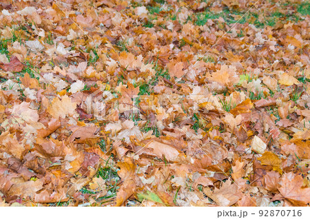 Yellow leaves of clone on the ground during autumn time. Yellow leaves of clone on the ground during autumn time. 92870716