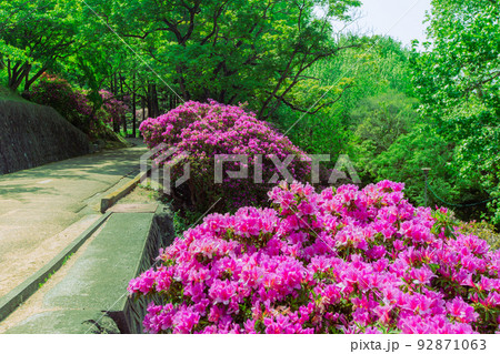 桃陵公園の自然と多度津町の街並み 92871063