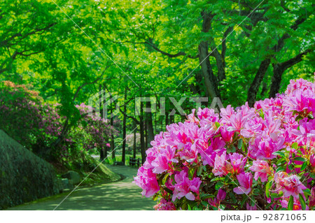 桃陵公園の自然と多度津町の街並み 92871065