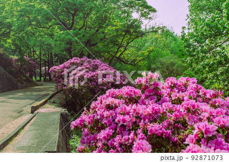 桃陵公園の自然と多度津町の街並み 92871073