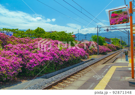 JR豊浜駅のツツジ 92871348