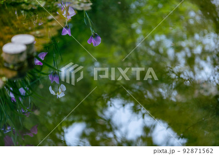 特別名所　栗林公園の花菖蒲 92871562