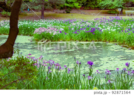 特別名所 栗林公園の花菖蒲 特別名所 栗林公園の花菖蒲 92871564