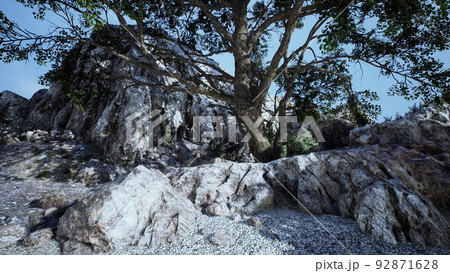 Single tree in the rocky mountains 92871628