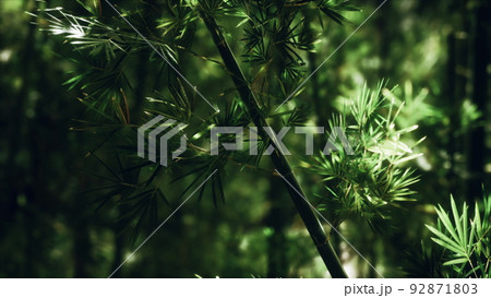Green bamboo forest in Hawaii Green bamboo forest in Hawaii 92871803