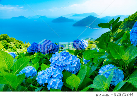 香川県内有数の紫陽花の名所　紫雲出山 92871844