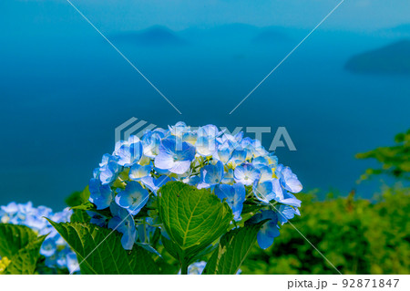 香川県内有数の紫陽花の名所　紫雲出山 92871847