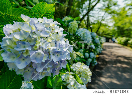 香川県内有数の紫陽花の名所　紫雲出山 92871848