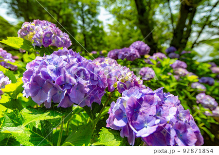 香川県内有数の紫陽花の名所　紫雲出山 92871854