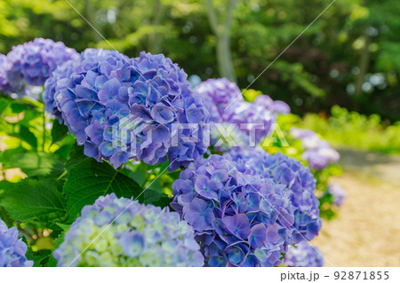 香川県内有数の紫陽花の名所 紫雲出山 香川県内有数の紫陽花の名所 紫雲出山 92871855