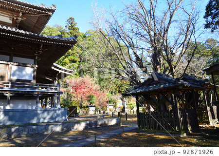 西念寺の紅葉 2021-11-28 #10 西念寺の紅葉 2021-11-28 #10 92871926