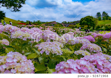 国営讃岐まんのう公園のあじさいが見頃です 92871968