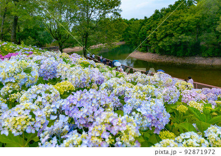 国営讃岐まんのう公園のあじさいが見頃です 92871972
