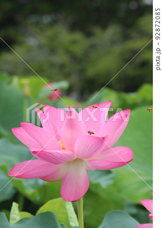 ミツバチと蓮3083 92872085