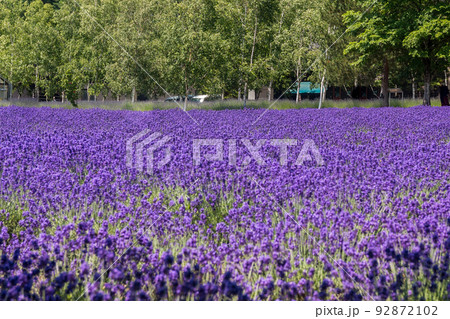 北海道南中富良野町、夏を彩る満開のラベンダー【7月】 北海道南中富良野町、夏を彩る満開のラベンダー【7月】 92872102