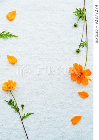 白いふわふわの布を背景にオレンジのコスモスの生花とはなびらをデコった美しい秋の飾り枠 縦の写真素材 白いふわふわの布を背景にオレンジのコスモスの生花とはなびらをデコった美しい秋の飾り枠 縦の写真素材
