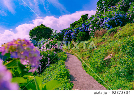 四国中央市　新宮あじさいの里 92872384
