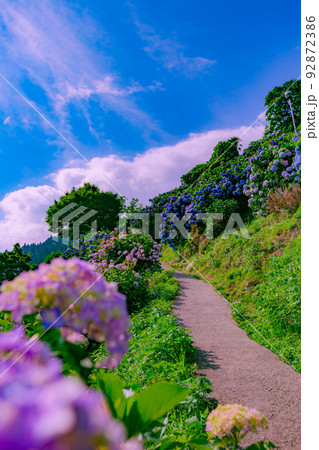 四国中央市　新宮あじさいの里 92872386