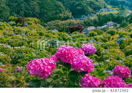 四国中央市 新宮あじさいの里 四国中央市 新宮あじさいの里 92872402