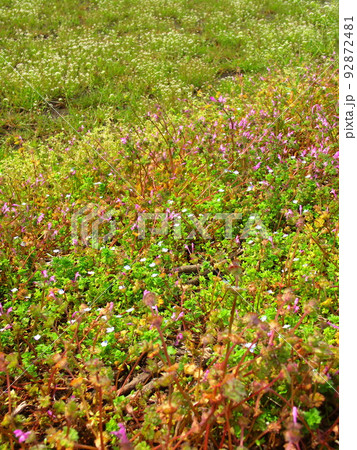 仏の座とオオイヌノフグリとナズナ咲く春の野原風景 92872481