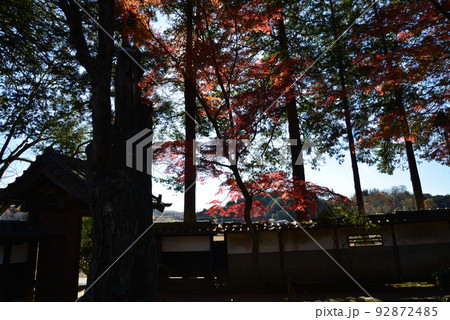 西念寺の紅葉 2021-11-28　＃12 92872485