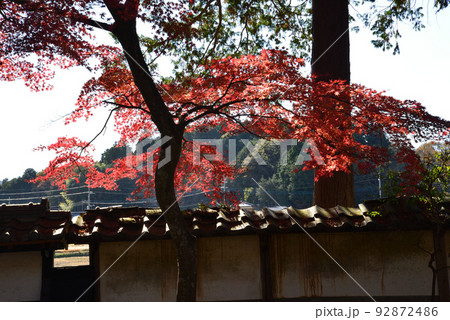 西念寺の紅葉 2021-11-28　＃13 92872486