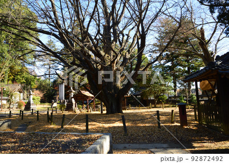 西念寺の紅葉 2021-11-28 #18 西念寺の紅葉 2021-11-28 #18 92872492