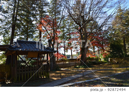 西念寺の紅葉 2021-11-28 #19 西念寺の紅葉 2021-11-28 #19 92872494