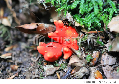 カエンタケ カエンタケ 92872738