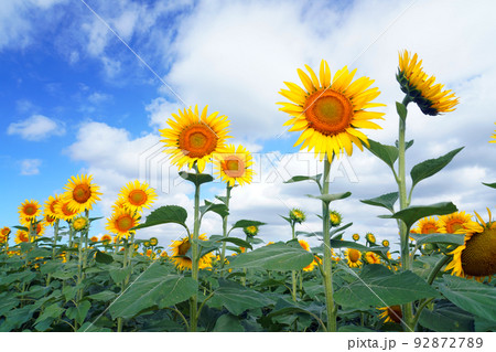 ひまわり9530 92872789