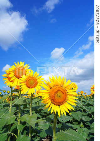 ひまわり9559 ひまわり9559 92872807