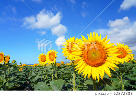 ひまわり9561 92872808