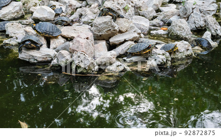 Turtle Island in the National Garden of Athens on the rocks in the water. Lots of turtles on the rocks near the water. Turtle Island in the National Garden of Athens on the rocks in the water. Lots of turtles on the rocks near the water. 92872875