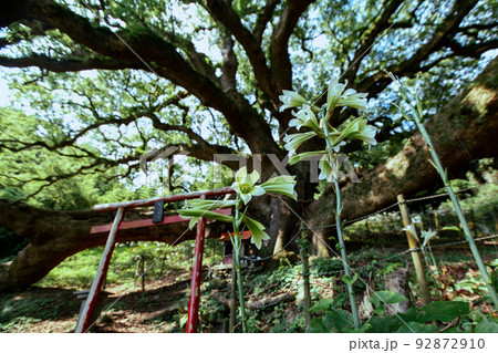 樹齢1200年の巨木がそびえる神秘の小島 志々島 樹齢1200年の巨木がそびえる神秘の小島 志々島 92872910