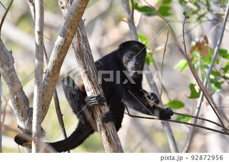 コスタリカやメキシコの国立公園の森に住むかわいい動物ホエザル コスタリカやメキシコの国立公園の森に住むかわいい動物ホエザル 92872956