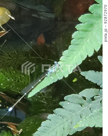 シダにとまるイトトンボ 92872970
