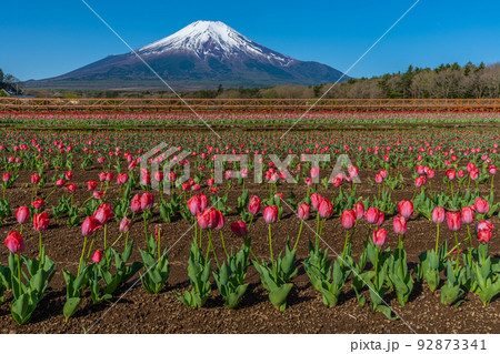 富士山とチューリップ畑 富士山とチューリップ畑 92873341