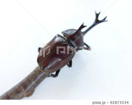 カブトムシ 92873534