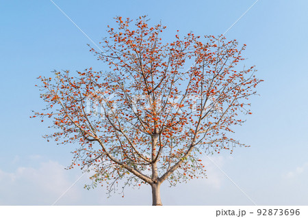 Blossom flower of Bombax ceiba tree or Silk cotton tree with blue sky background. 92873696