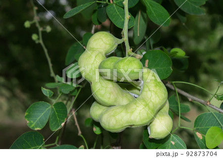 Madras thorn or Manila tamarind fruit on tree. 92873704