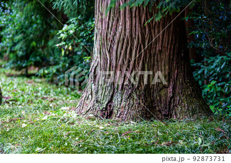 加美郡加美町 鹿島神社 鎮守の森 老杉 加美郡加美町 鹿島神社 鎮守の森 老杉 92873731