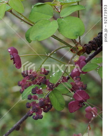 ゴヨウアケビ 92873953