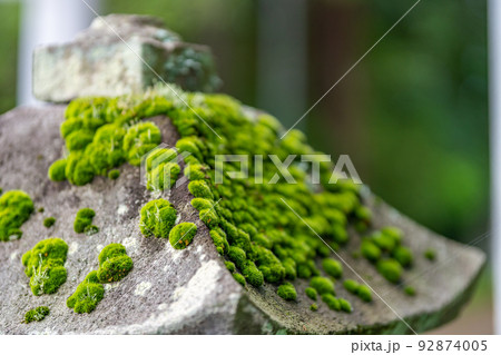加美郡加美町　鹿島神社　苔むす石灯籠 92874005