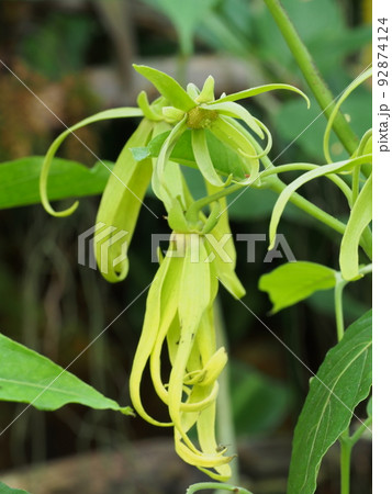 イランイランノキの花　Cananga odorata 92874124