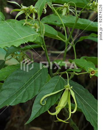 イランイランノキの花 Cananga odorata イランイランノキの花 Cananga odorata 92874126