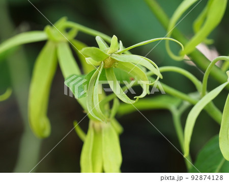 イランイランノキの花 Cananga odorata イランイランノキの花 Cananga odorata 92874128