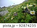 北岳の花畑 92874235