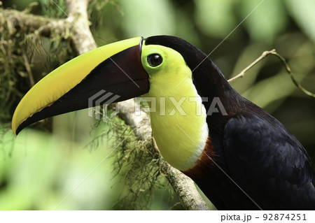 コスタリカやアマゾンのジャングルで見られる愛きょうのあるかわいい野鳥ニショクキムネオオハシ コスタリカやアマゾンのジャングルで見られる愛きょうのあるかわいい野鳥ニショクキムネオオハシ 92874251
